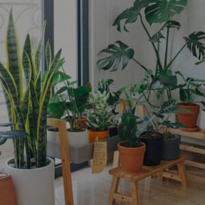 plants store hero section img bg